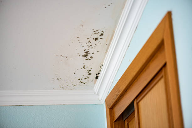 Best Mold Testing  in Clarkston Heights Vineland, WA
