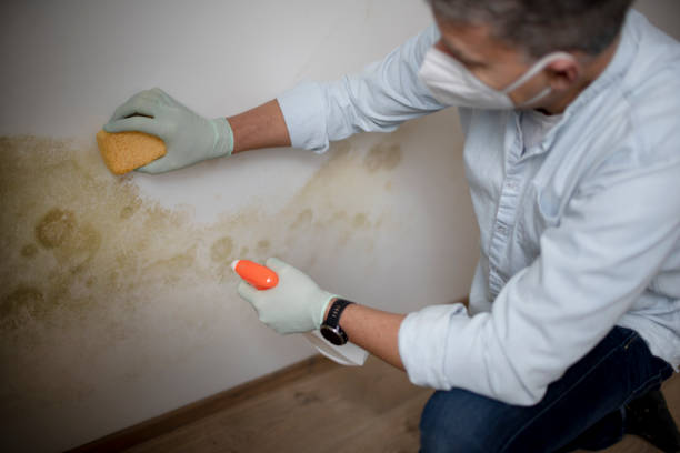 Best Emergency Mold Removal  in Clarkston Heights Vineland, WA