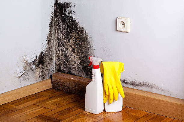 Best Same-Day Mold Removal  in Clarkston Heights Vineland, WA